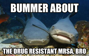 Compassionate Shark Friend