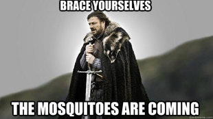 Ned stark winter is coming