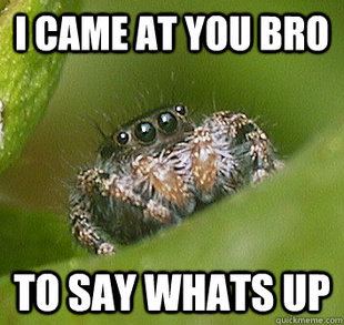 Misunderstood Spider