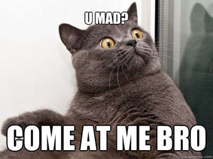 conspiracy cat