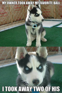 Insanity puppy