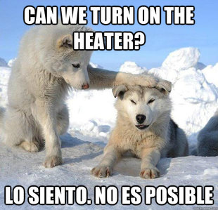 Caring Husky