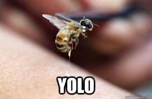 YOLO
