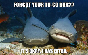 Compassionate Shark Friend