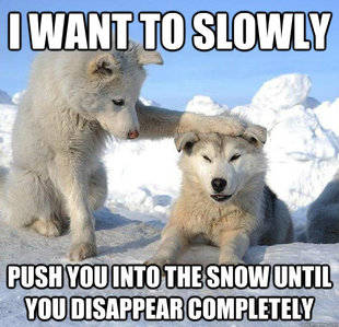 Caring Husky