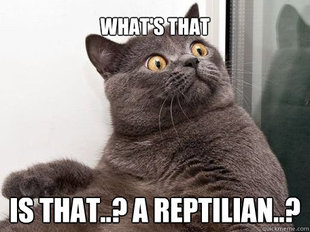 conspiracy cat