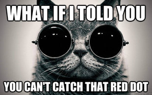 Morpheus Cat Facts