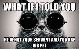 Morpheus Cat Facts