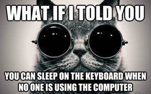 Morpheus Cat Facts