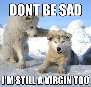 Caring Husky