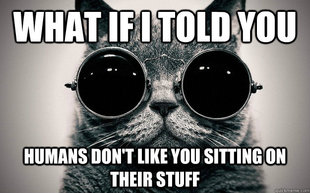 Morpheus Cat Facts