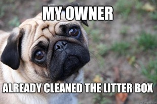 First World Dog Problems