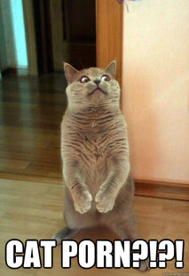 Horrorcat