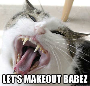 Angry cat