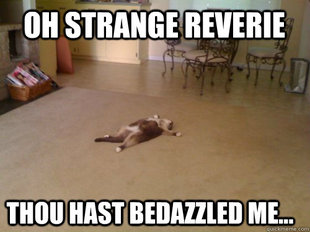 Down Cat