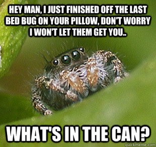 Misunderstood Spider