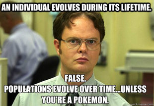 Schrute
