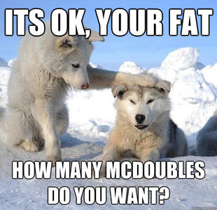Caring Husky