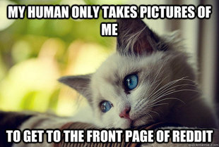 First World Cat Problems