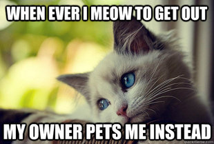First World Cat Problems