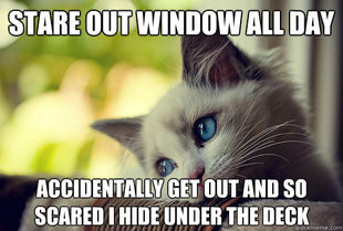 First World Cat Problems