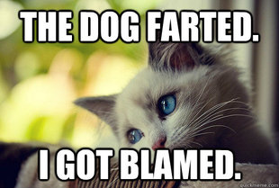 First World Cat Problems