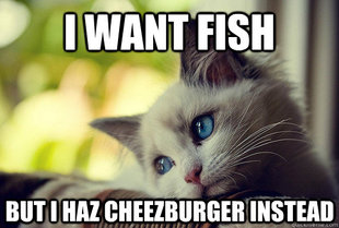 First World Cat Problems