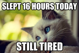 First World Cat Problems