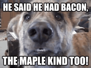 Ultimate Dog Tease