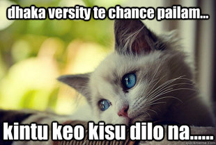 First World Cat Problems
