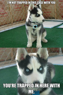 Insanity puppy