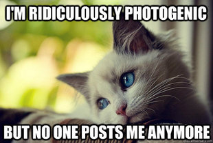 First World Cat Problems