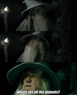 Gandalf und das Spanischstudium