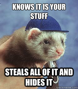 Scumbag ferret