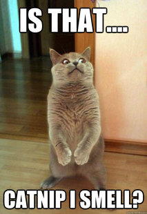Horrorcat