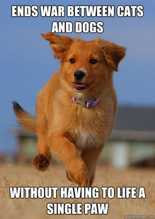 Ridiculously Photogenic Puppy