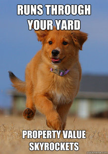 Ridiculously Photogenic Puppy