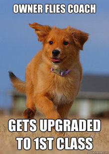Ridiculously Photogenic Puppy