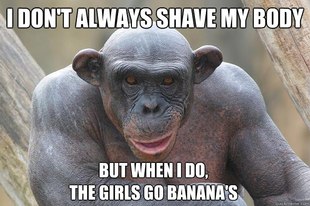 The Most Interesting Chimp In The World