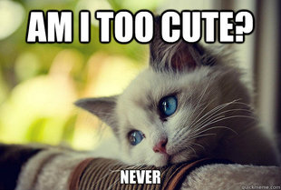 First World Cat Problems