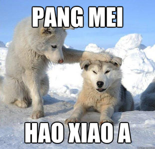 Caring Husky