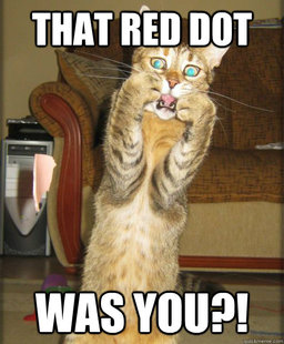 OMG Cat