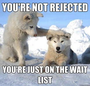 Caring Husky