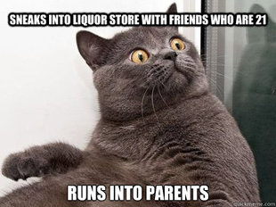 conspiracy cat