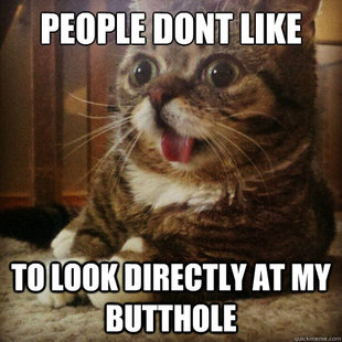 Sudden Clarity Cat