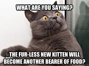 conspiracy cat