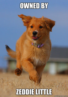 Ridiculously Photogenic Puppy