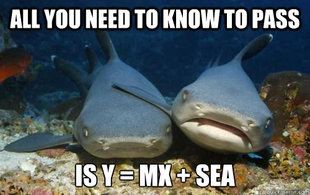 Compassionate Shark Friend