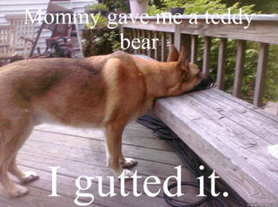 First World Dog problems
