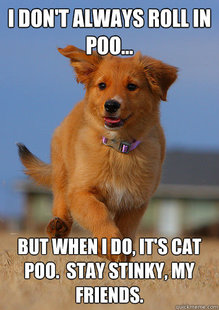 Ridiculously Photogenic Puppy